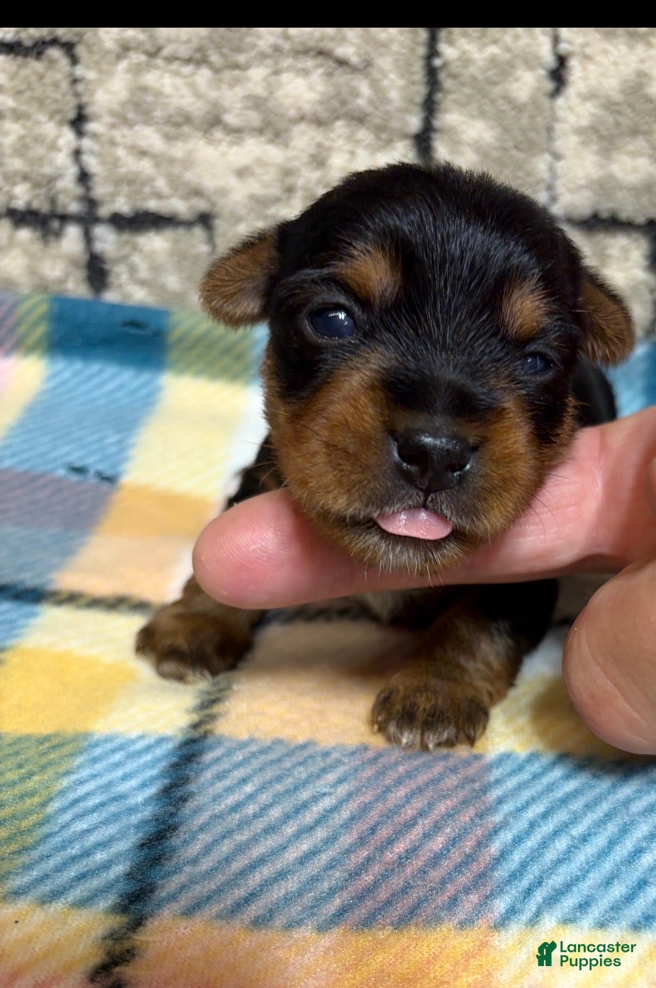 Yorkshire Terrier dogs for sale: Yorkshire Terrier 3 - Ad 4
