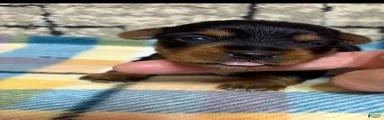 Yorkshire Terrier 3