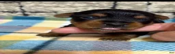 Yorkshire Terrier dogs for sale: Yorkshire Terrier 3 - Ad 1