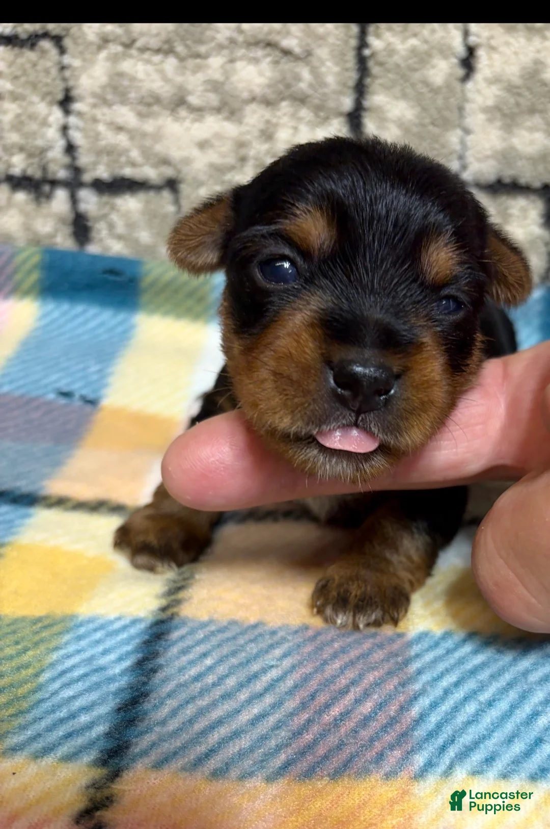 Yorkshire Terrier dogs for sale: Yorkshire Terrier 3 - Ad 1