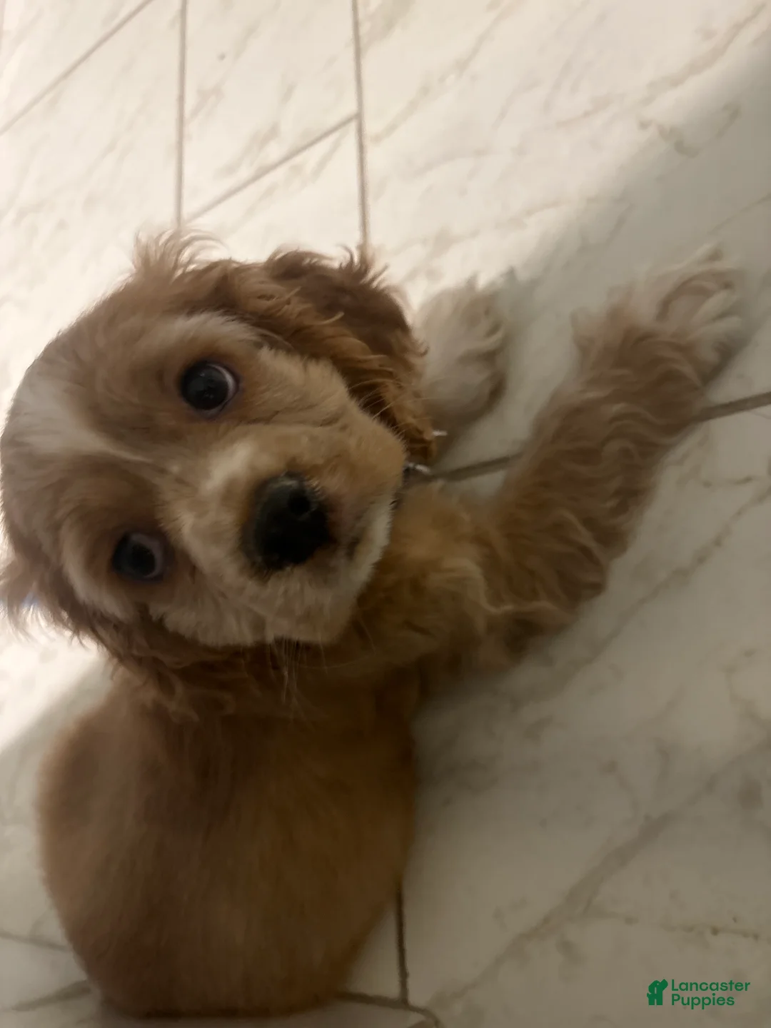 Cocker Spaniel dogs for sale: Cocker Spaniel 1 - Ad 1