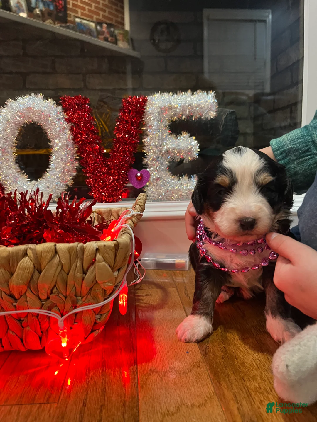 Mini Bernedoodle dogs for sale: Tequila  - Ad 12