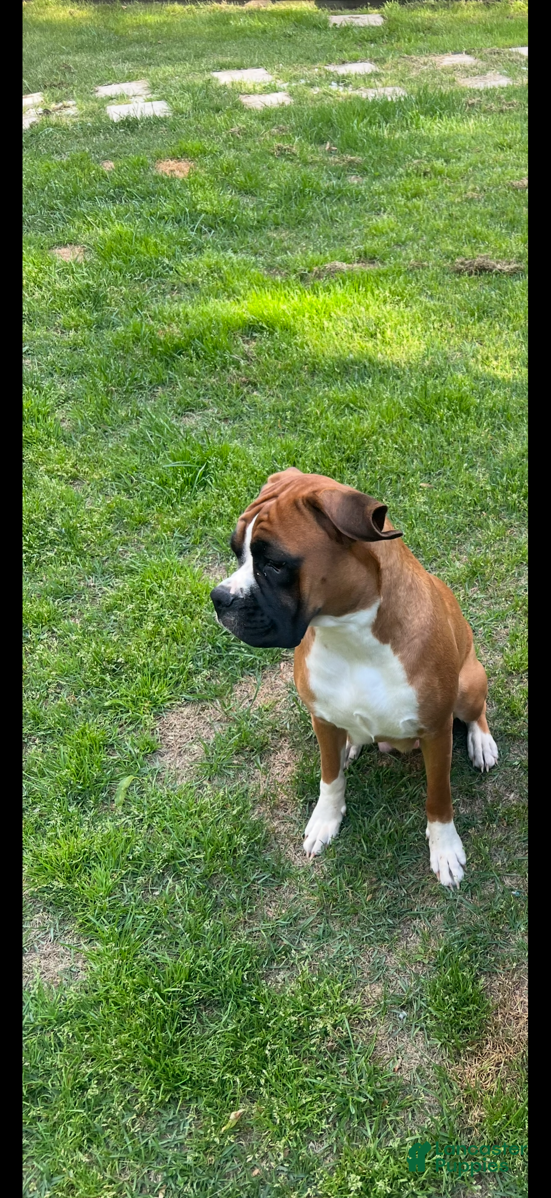 Boxer dogs for sale: Flash - Ad 5