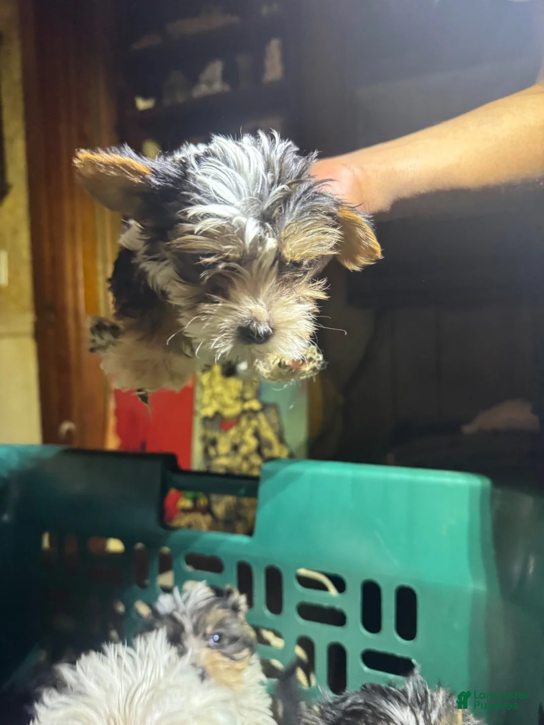 Yorkshire Terrier dogs for sale: Yorkshire Terrier 4 - Ad 2