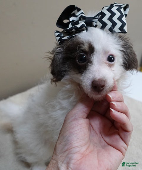 Toy Poodle dogs Maggie Mae  - Ad 2