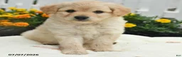 Mixed Breed dogs for sale: Fin  - Ad 3
