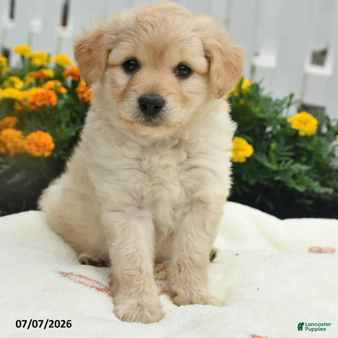 Mixed Breed dogs for sale: Fin  - Ad 3