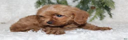 Cavapoo dogs for sale: Cavapoo 1 - Ad 4