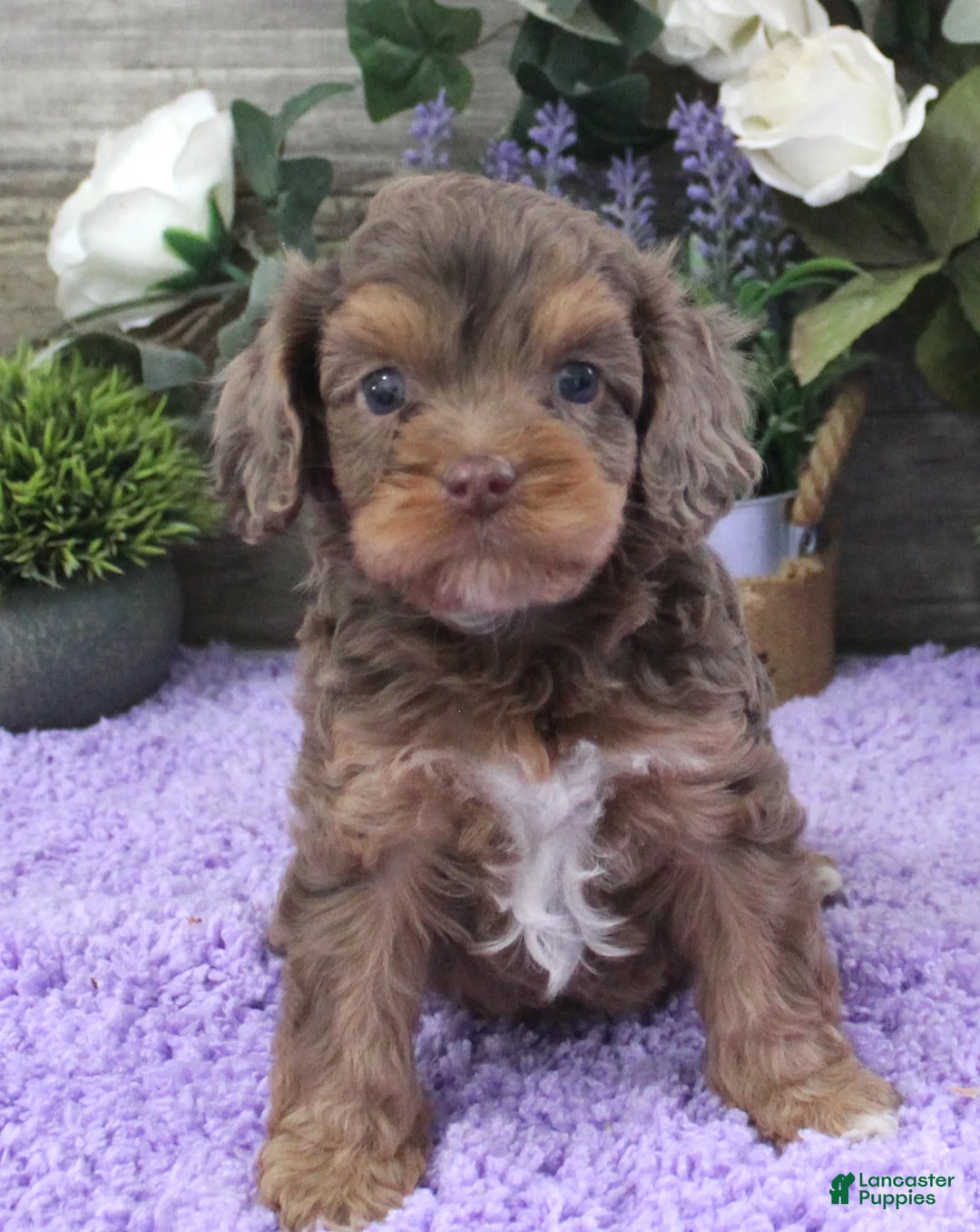 Cavapoo dogs for sale: Tina's #3 Male - Ad 2