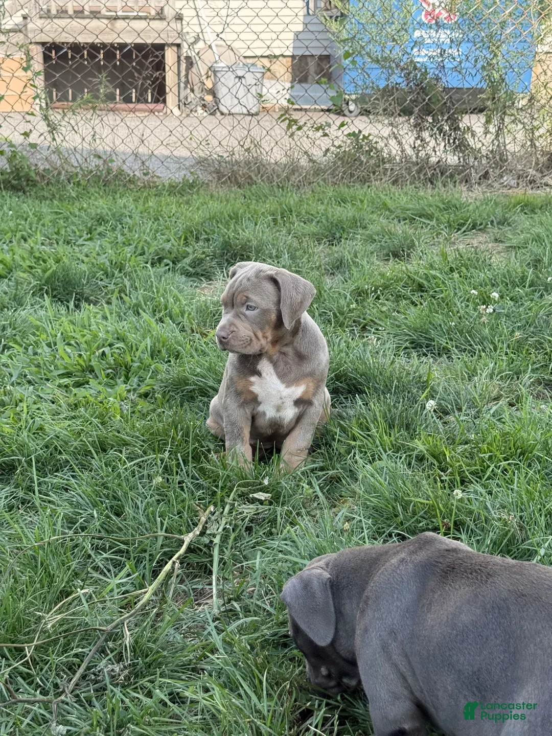 American Bully dogs for sale: Athena - Ad 2