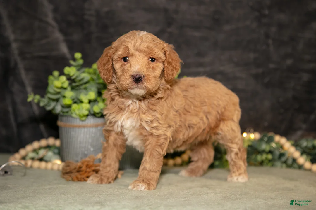 Miniature Poodle dogs for sale: Kira - Ad 1