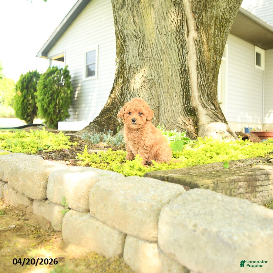 Goldendoodle dogs Cleo - Ad 1