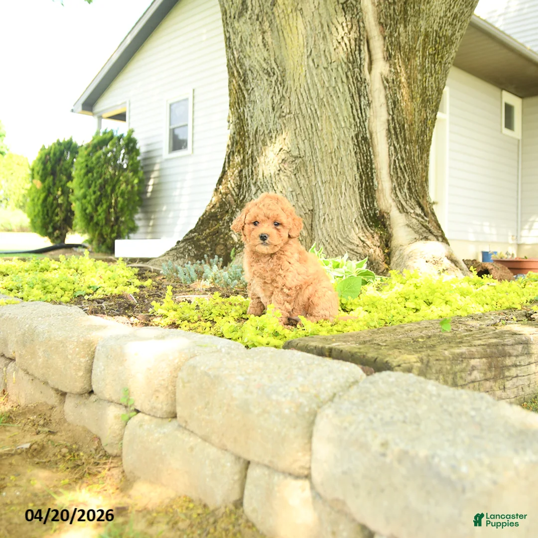 Goldendoodle dogs for sale: Cleo - Ad 1