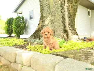 Goldendoodle dogs for sale: Cleo - Ad 2