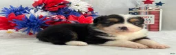 Toy Australian Shepherd dogs for sale: Caroline Female 2 - Ad 5