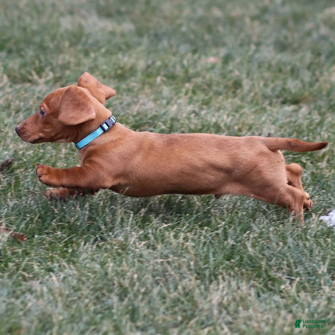 Dachshund dogs for sale: Harry - Ad 2
