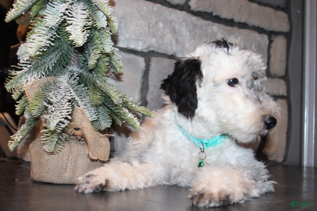 Miniature Poodle dogs for sale: AKC Duey - Ad 4