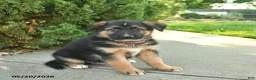 Mixed Breed dogs for sale: Roman  - Ad 1
