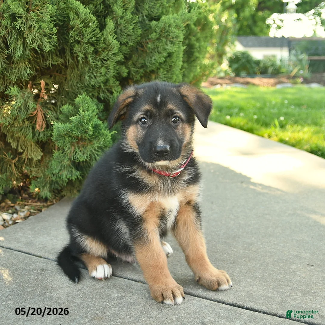 Mixed Breed dogs for sale: Roman  - Ad 1