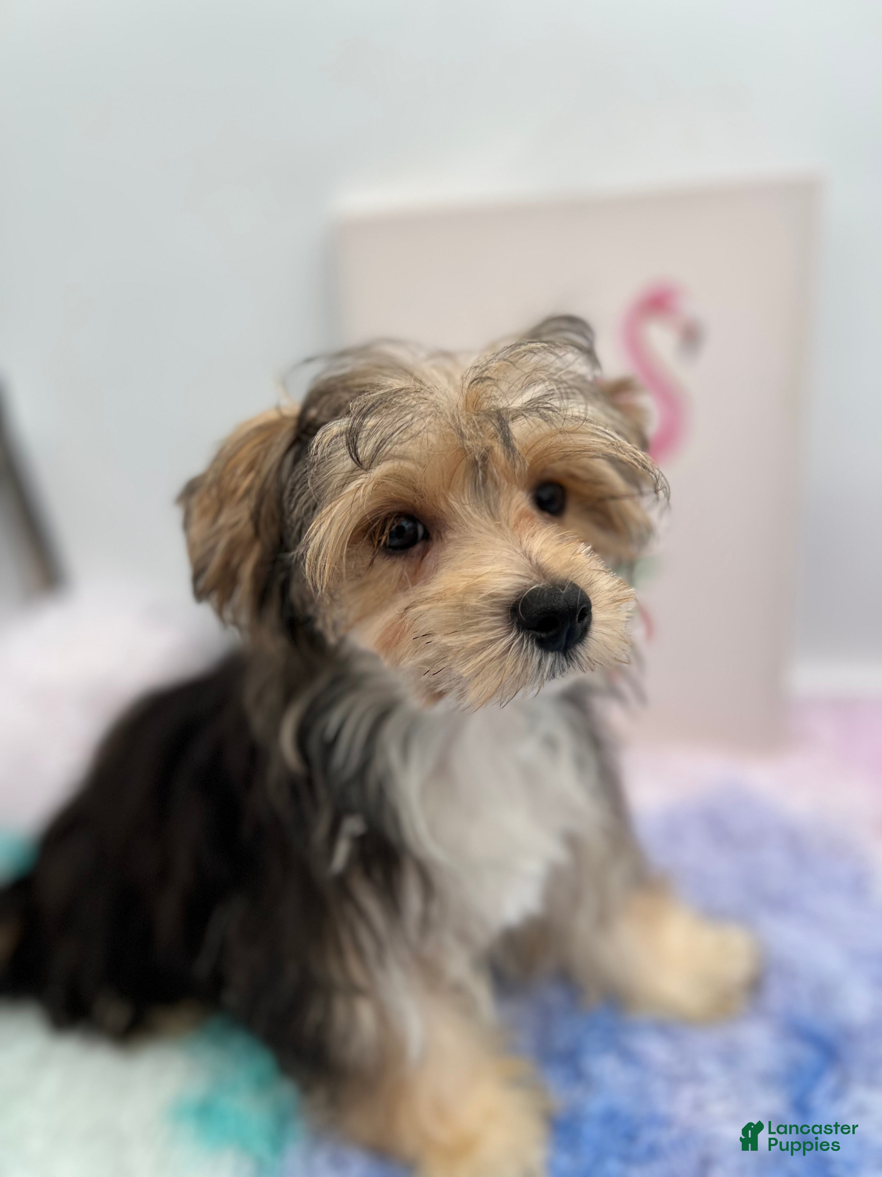 Morkie dogs Aspen - Ad 2
