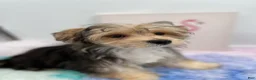 Morkie dogs for sale: Aspen - Ad 2