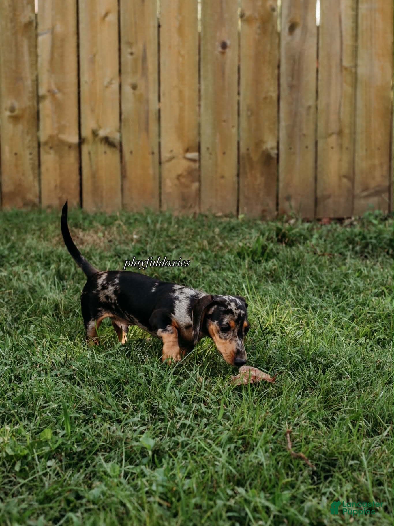 Miniature Dachshund dogs Black and Tan Silver Dapple Smooth Coat Male AKC  - Ad 1
