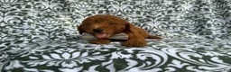 Mini Goldendoodle dogs for sale: Leon - Ad 5