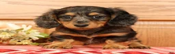 Miniature Dachshund dogs for sale: Tina - Ad 3