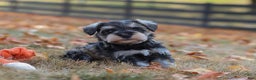 Miniature Schnauzer dogs for sale: Brianna - Ad 32