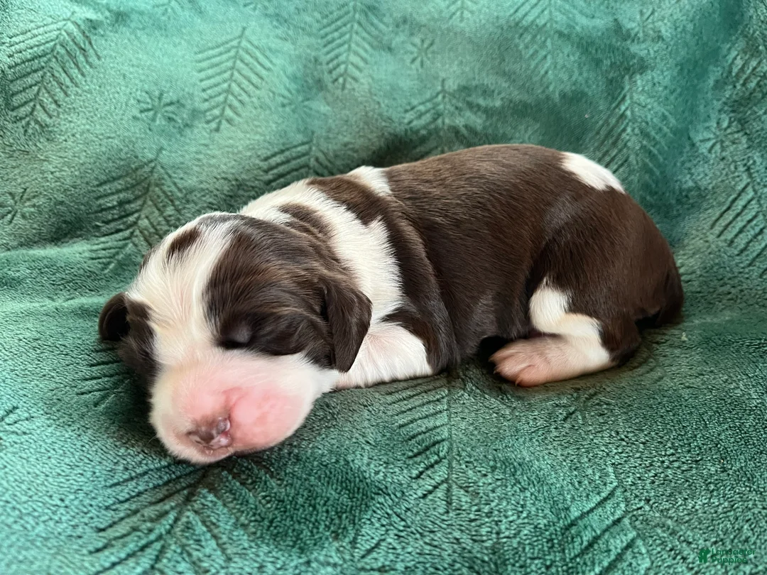English Springer Spaniel dogs for sale: English Springer Spaniel Puppy - Dotty - Ad 1
