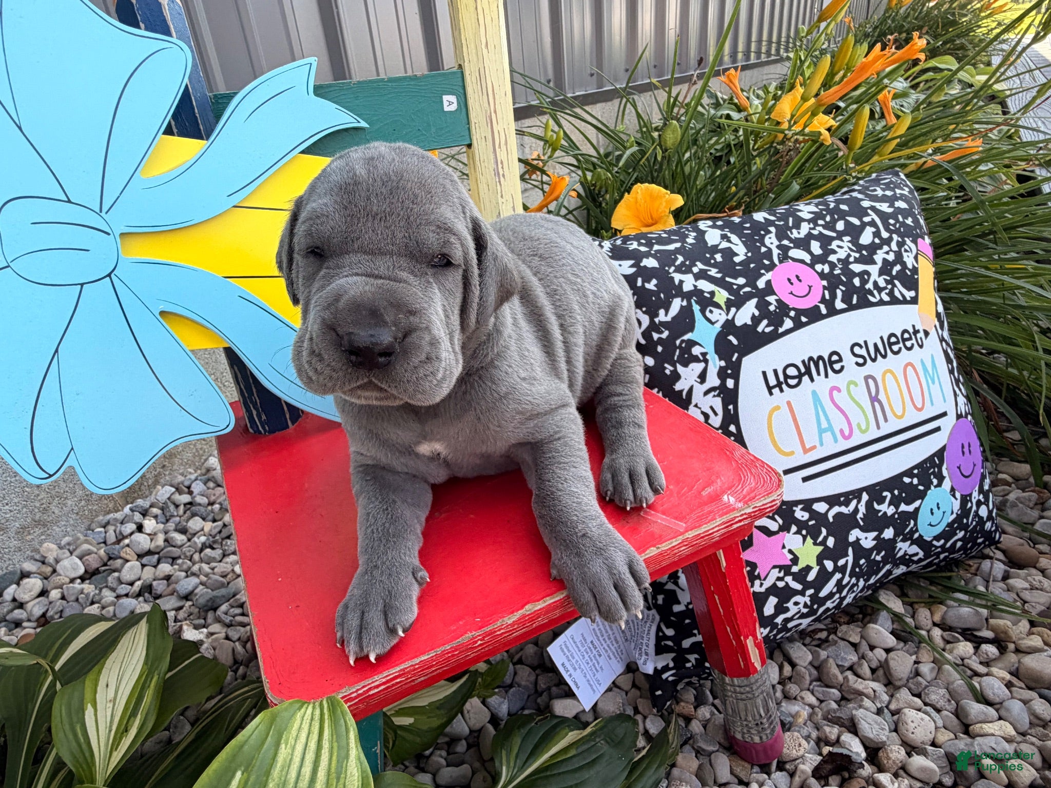 Great Dane dogs Larson  - Ad 1
