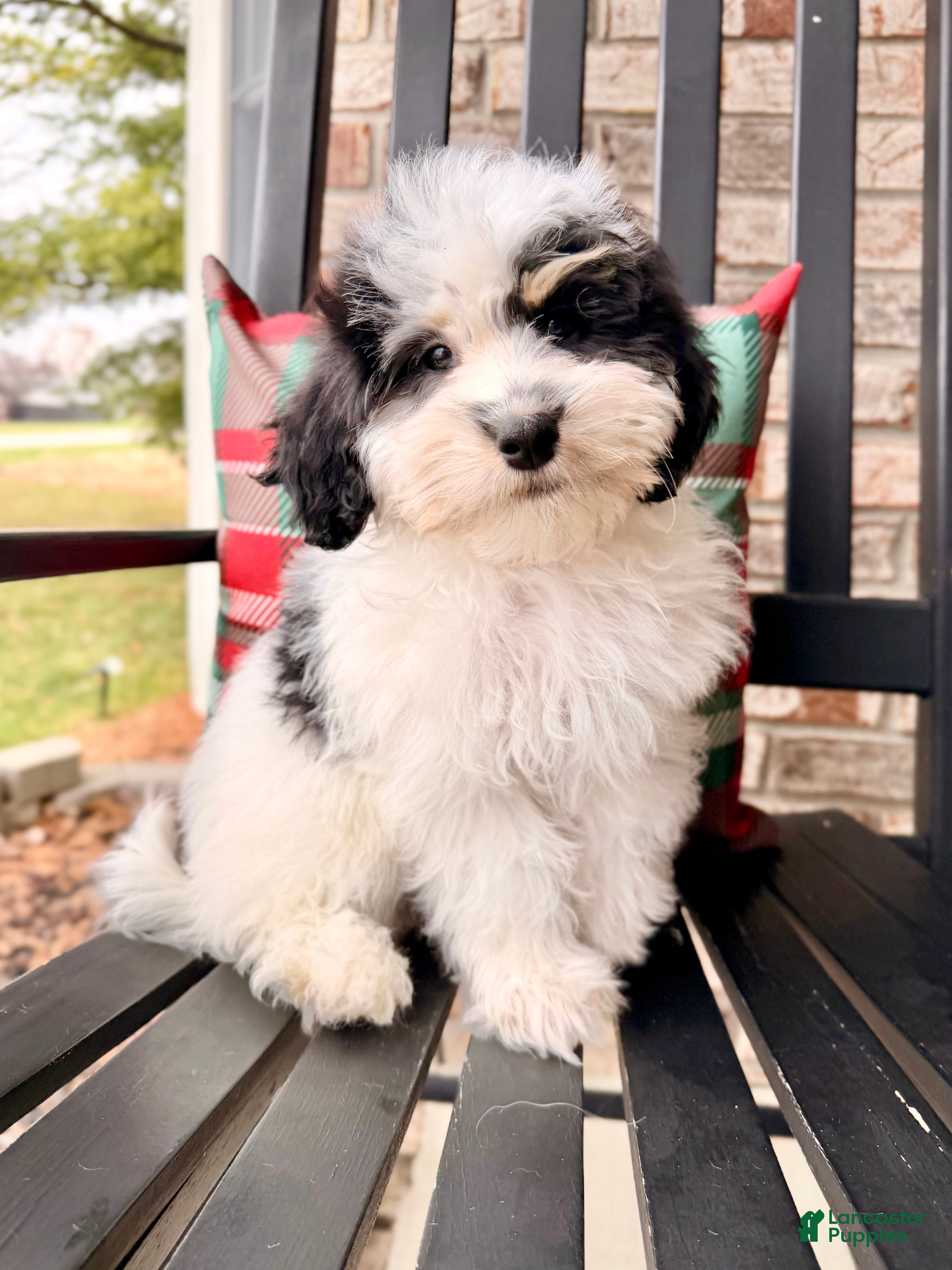 Bernedoodle dogs Emmett - Ad 34