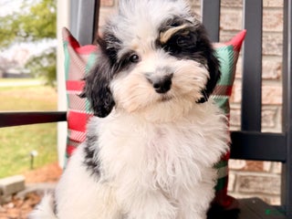 Bernedoodle dogs Emmett - Ad 34