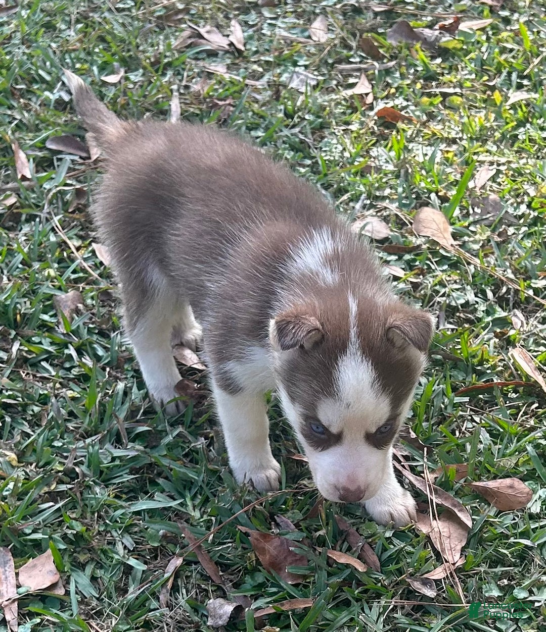 Siberian Husky dogs for sale: Shania - Ad 3