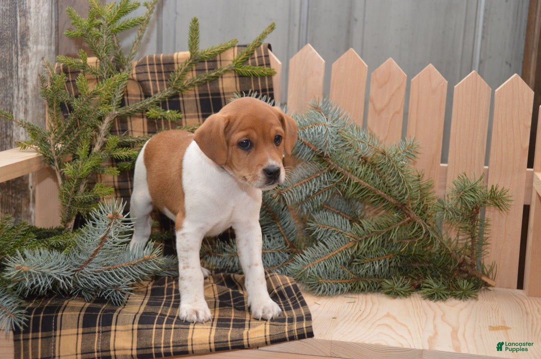 Jug dogs for sale: Atlas - Ad 4