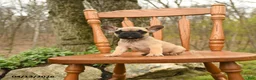 French Bulldog dogs for sale: Diva - Ad 5