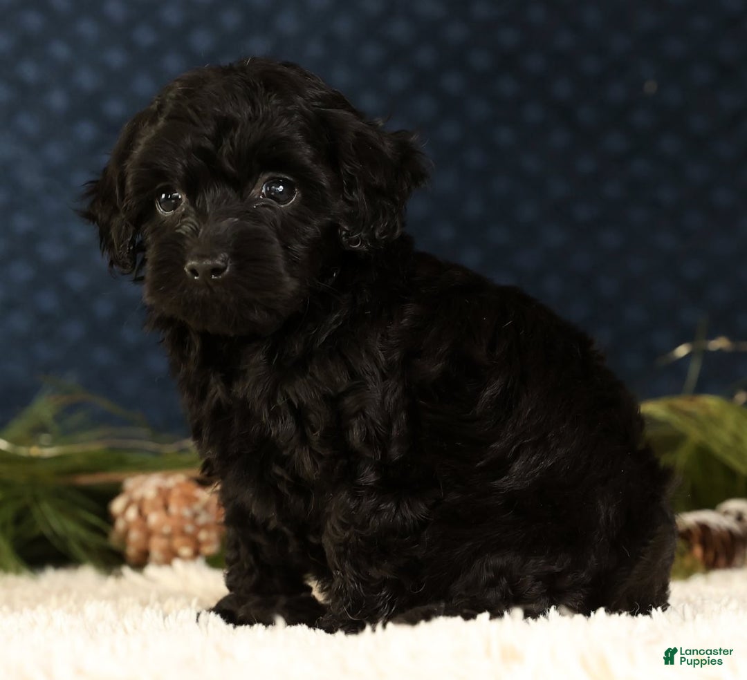 Havapoo dogs for sale: Wendy - Ad 8