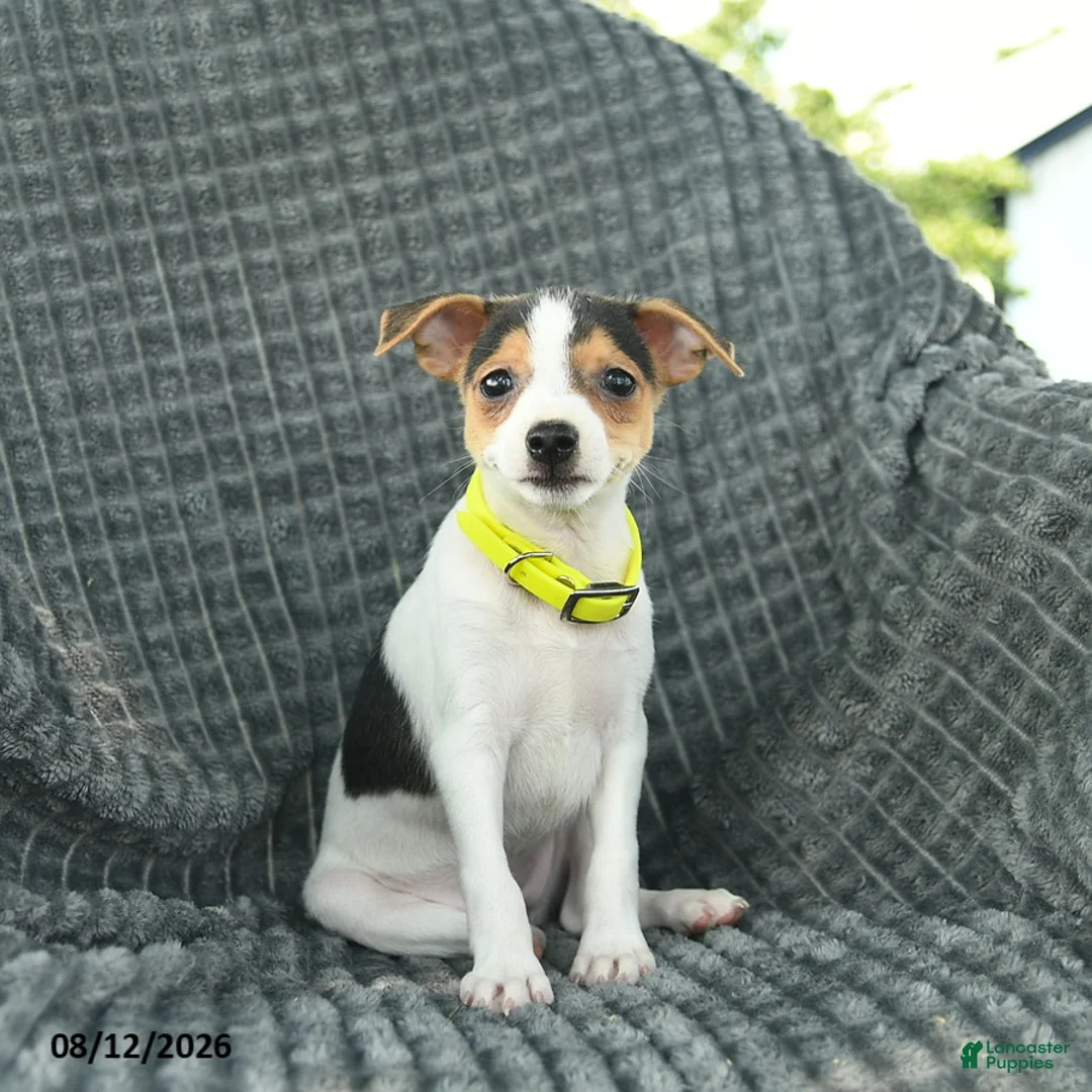 Smooth Fox Terrier dogs for sale: Destiny  - Ad 3