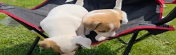 Jack Russell Terrier dogs for sale: Flora - Ad 8