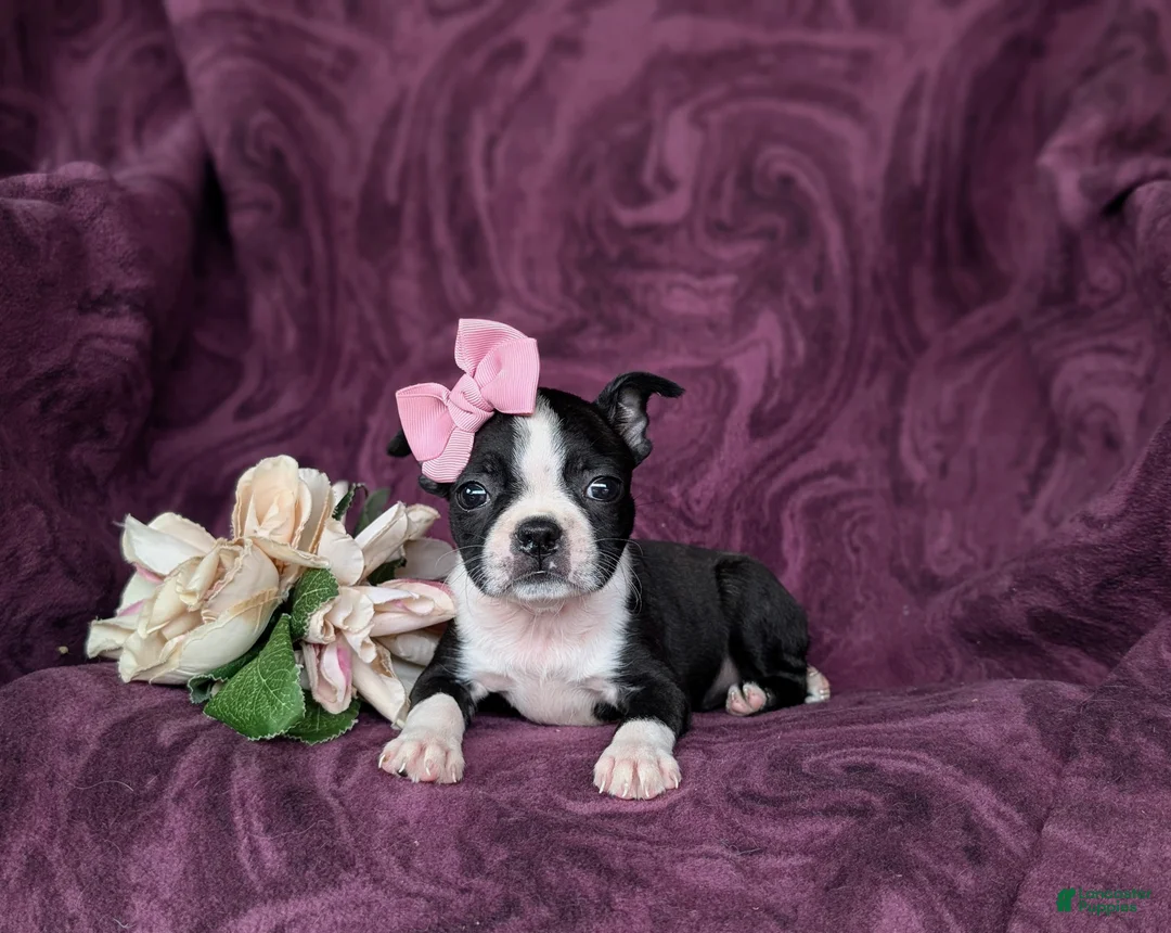 Boston Terrier dogs for sale: Eliza - Ad 5