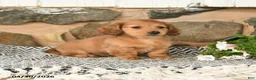 Miniature Dachshund dogs for sale: Kenny - Ad 3