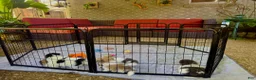 Pomeranian dogs for sale: AKC Liz - Ad 3