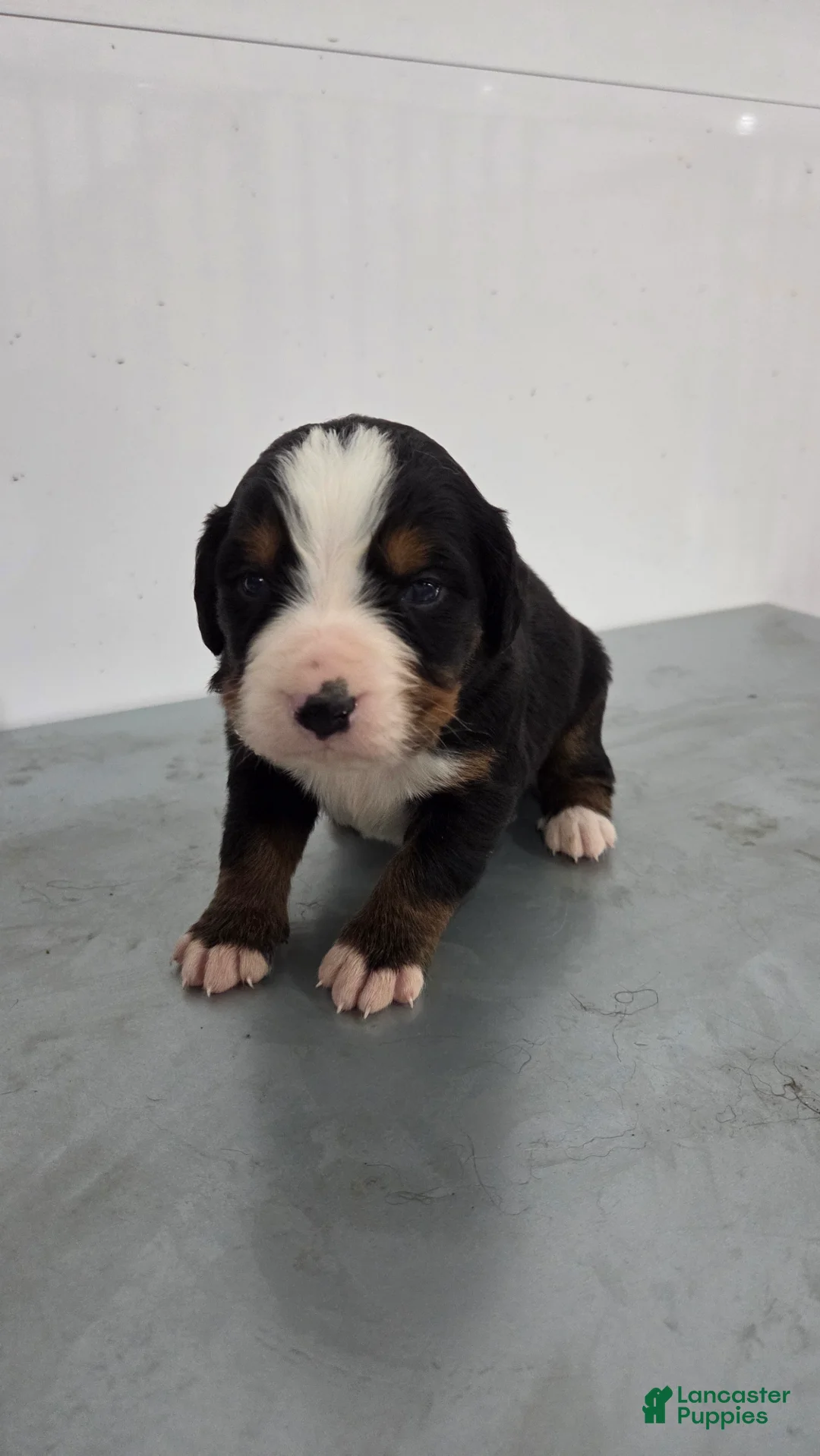Bernese Mountain Dog dogs for sale: Bernese Mountain Dog Puppy 4 - Ad 2