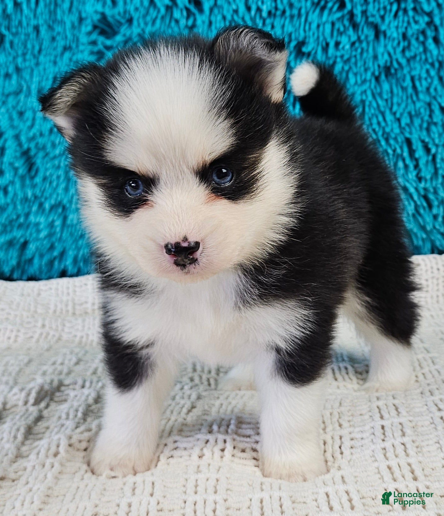 Pomsky dogs Mateo  - Ad 1
