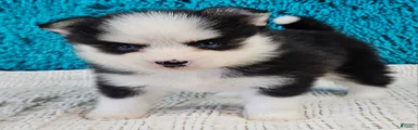 Mateo 