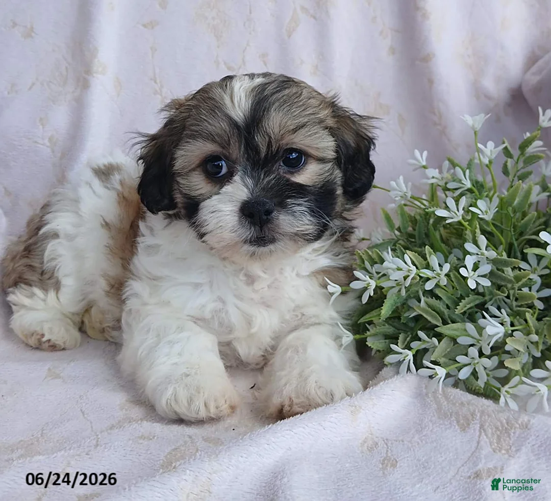 Teddy Bear dogs for sale: Emerald - Ad 1