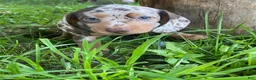 Miniature Dachshund dogs for sale: Lucy - Ad 4