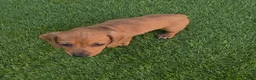 Miniature Dachshund dogs for sale: Betsy - Ad 7