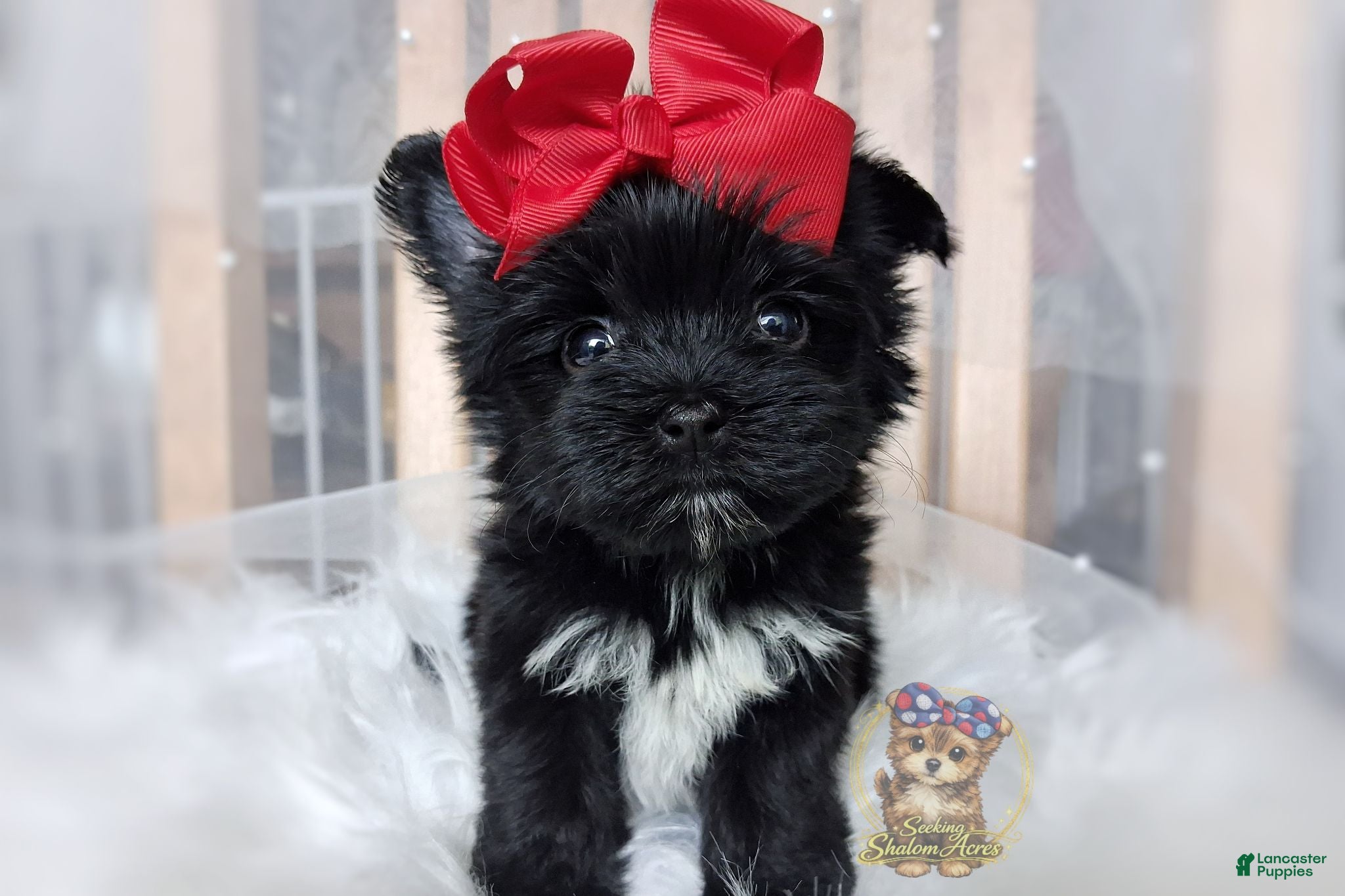Morkie dogs for sale: Korean Te Kā - Ad 2