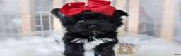 Morkie dogs for sale: Korean Te Kā - Ad 1
